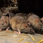 15 Cách phòng và diệt chuột hiệu quả ngay tại nhà