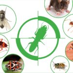 Giải pháp kiểm soát côn trùng hiệu quả mùa nắng nóng